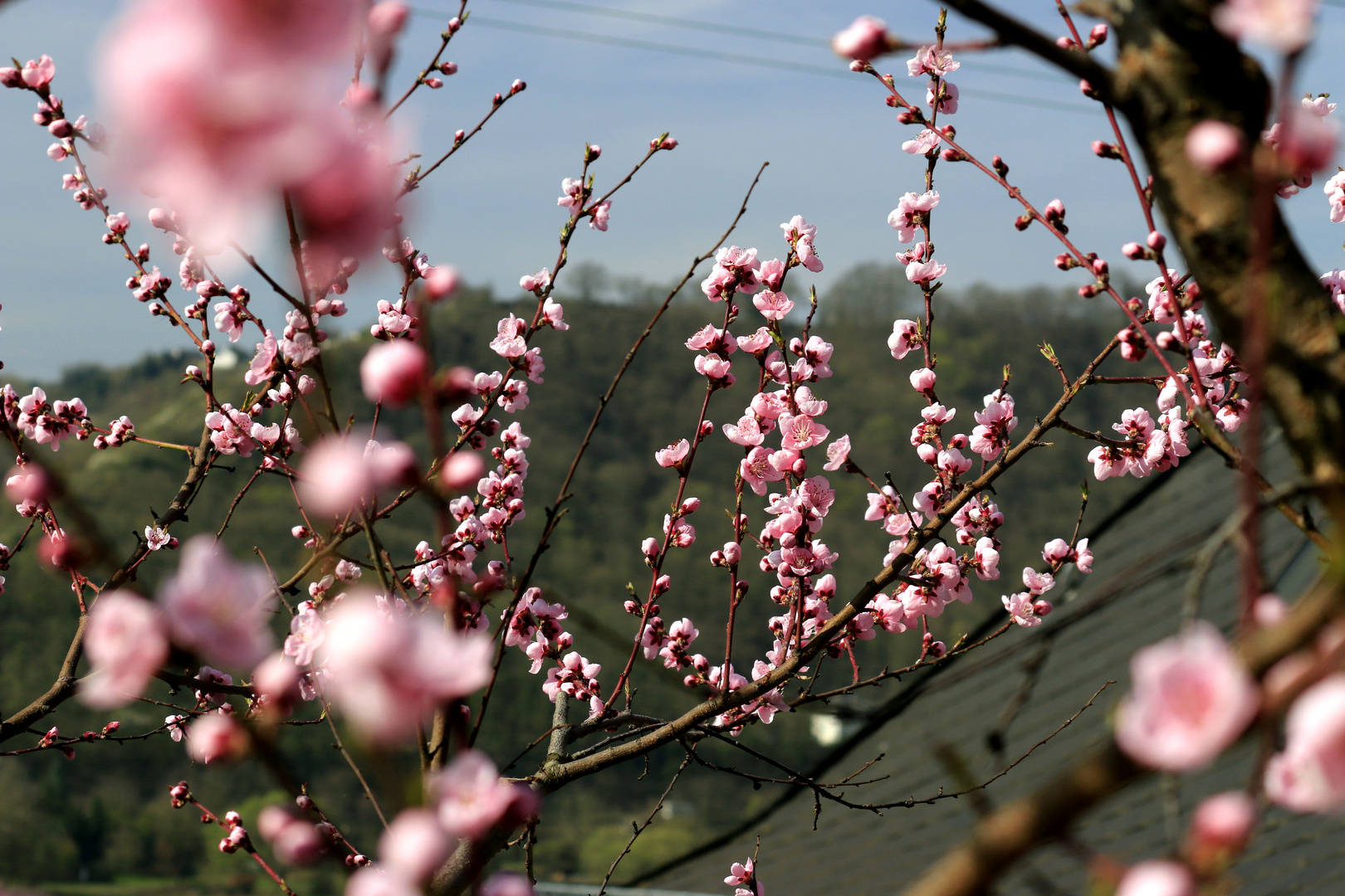 Weinberpfirsichblüten