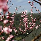 Weinberpfirsichblüten