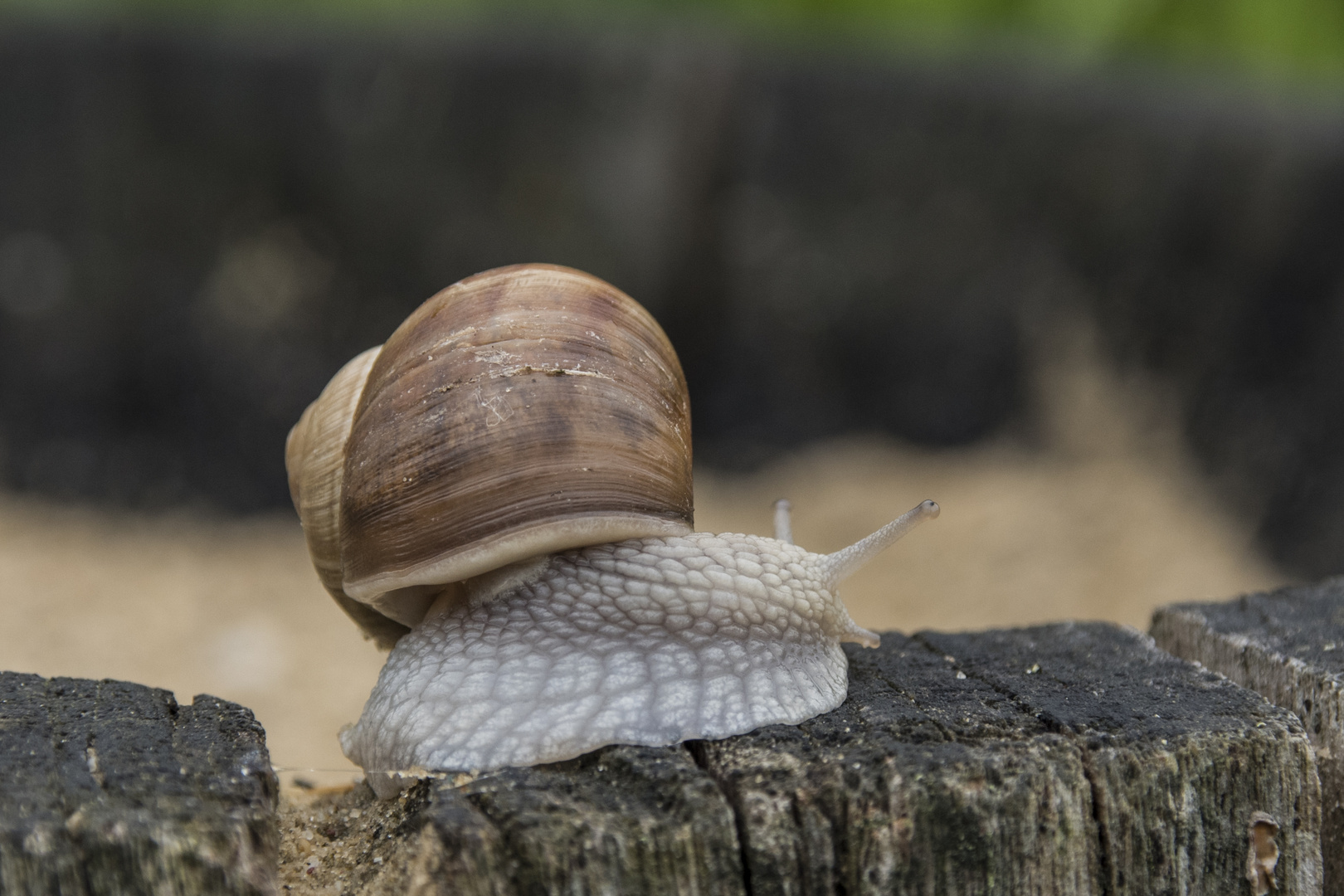 Weinberschnecke