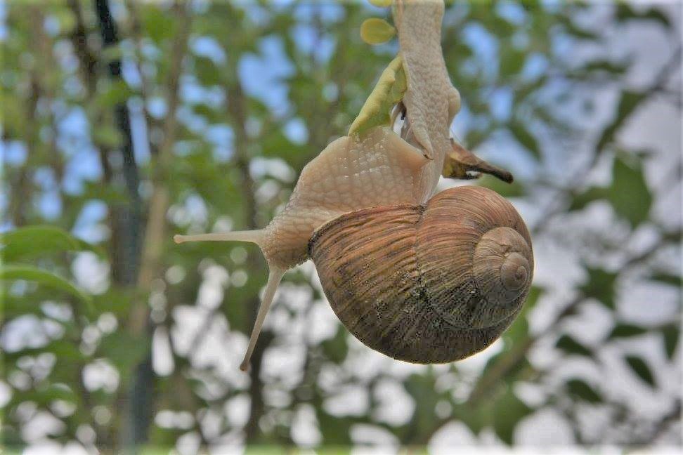 Weinberschnecke