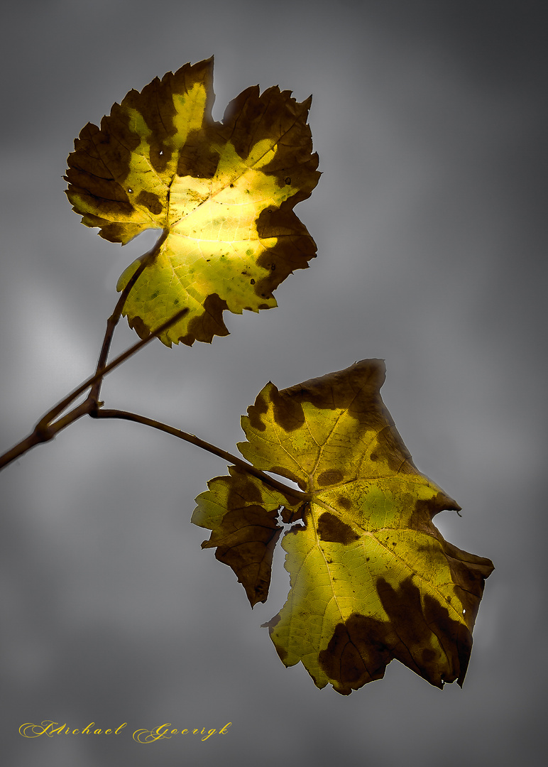 Weinblätter