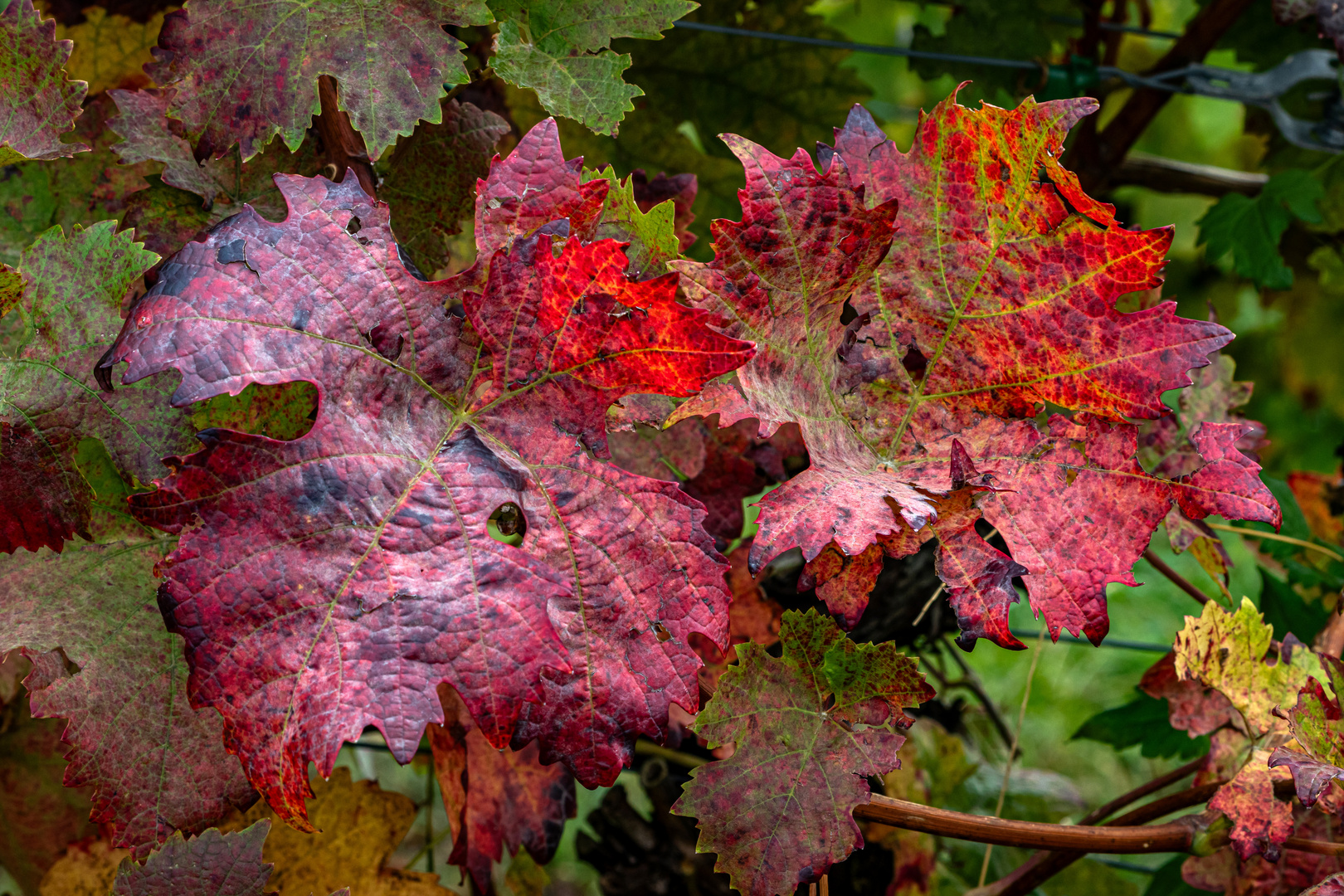 Weinblätter