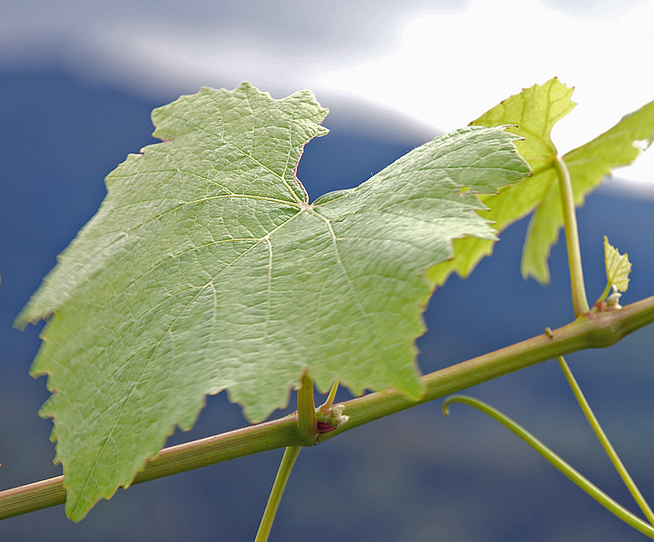 Weinblätter