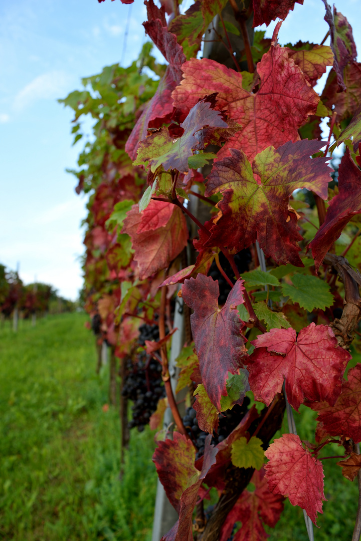 Weinblätter