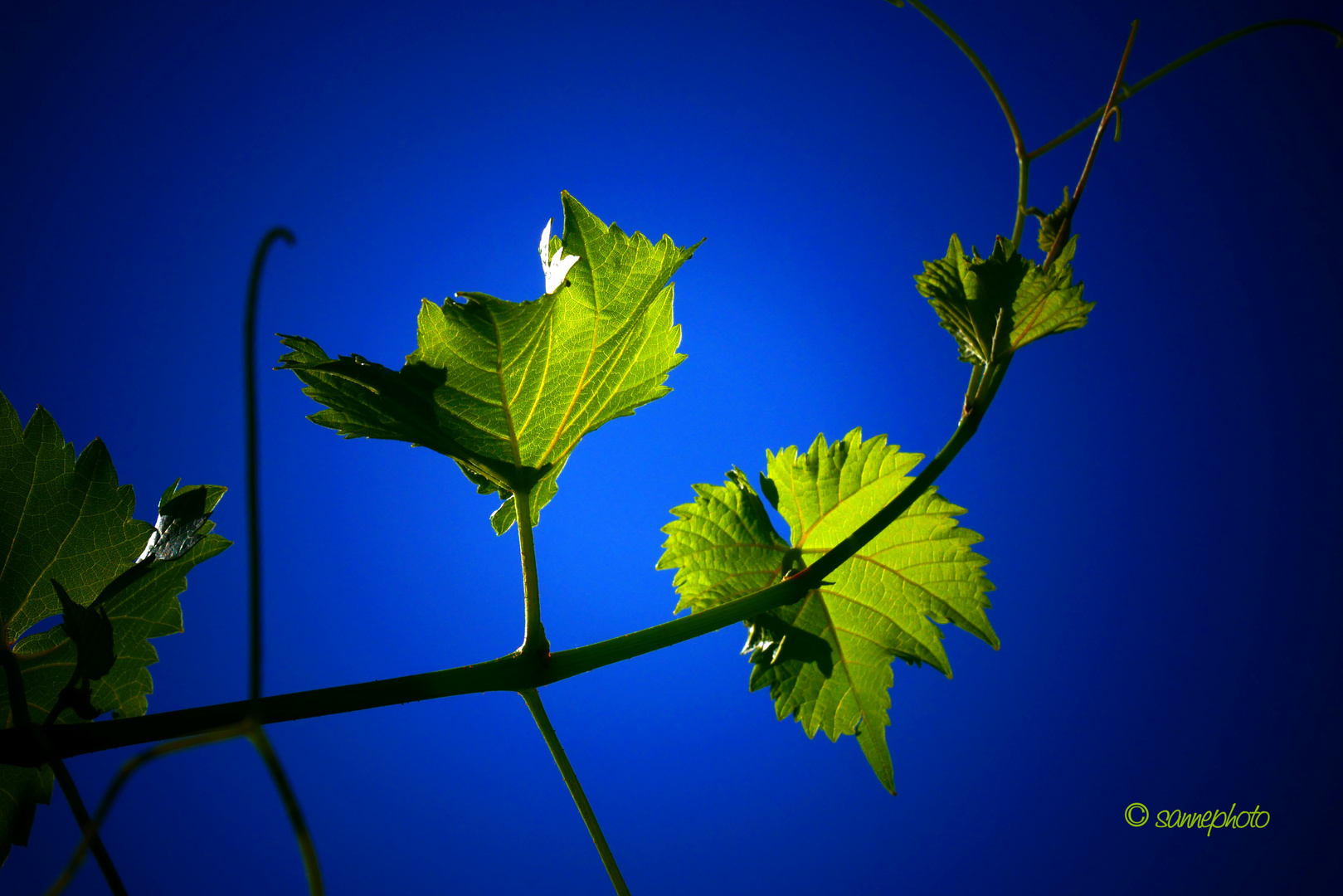 Weinblätter