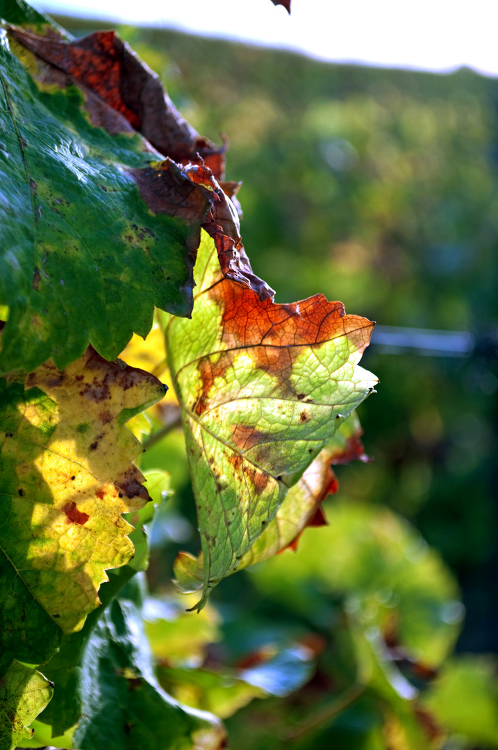 Weinblätter Herbst