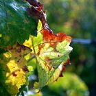 Weinblätter Herbst