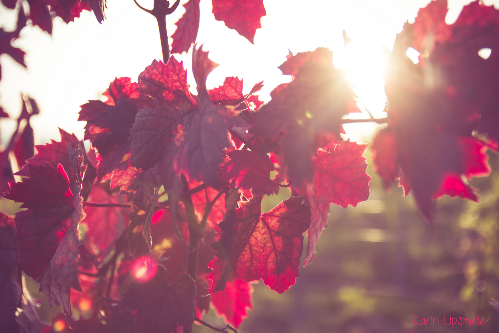 Weinblätter im Abendrot