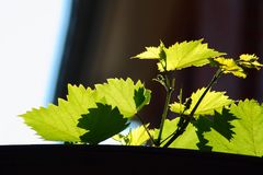 Weinblätter im Gegenlicht