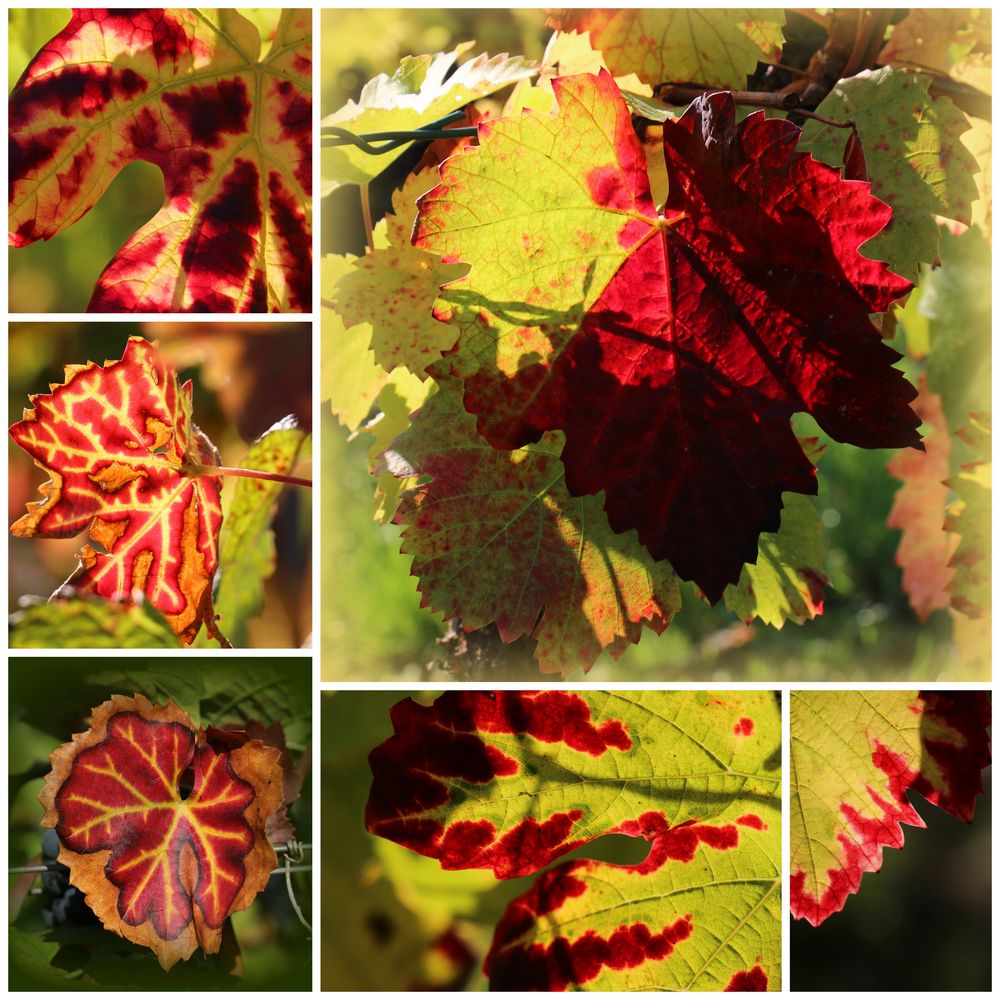 Weinblätter im Herbst