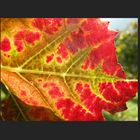 Weinblätter im Herbst