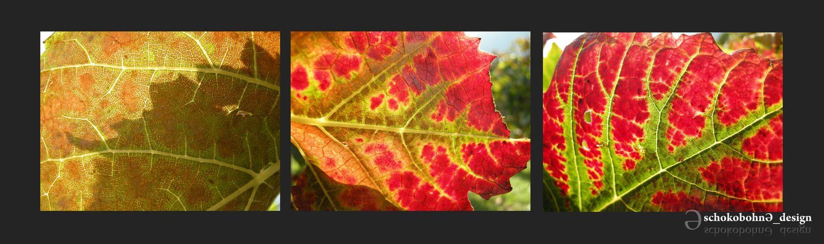 Weinblätter im Herbst