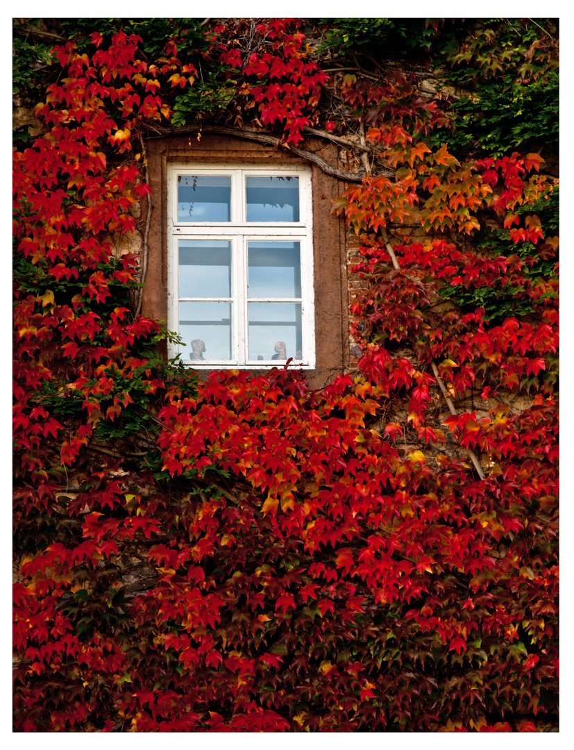 Weinblätter im Herbst