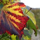 Weinblätter im Herbst an der Ahr