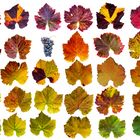 Weinblätter im Herbst