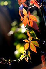 Weinblätter im Herbstlicht