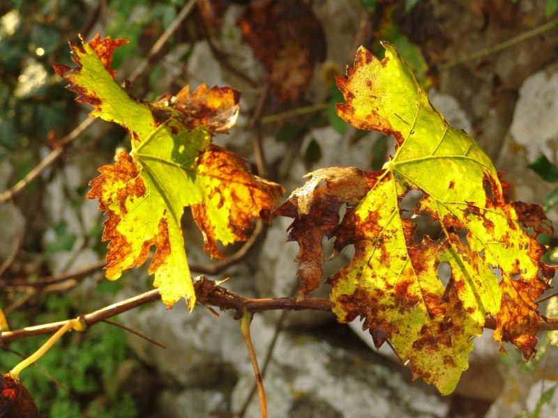 Weinblätter in der Morgensonne