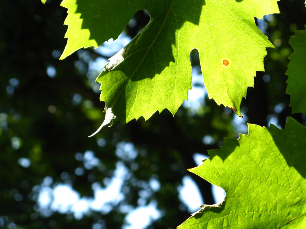 Weinblätter, Sommer