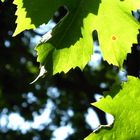 Weinblätter, Sommer