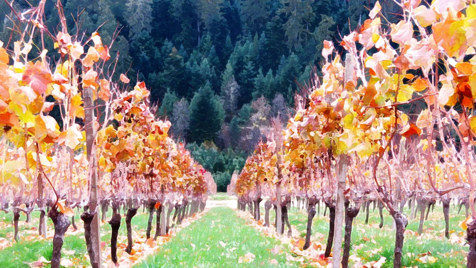 Weinblätterherbst