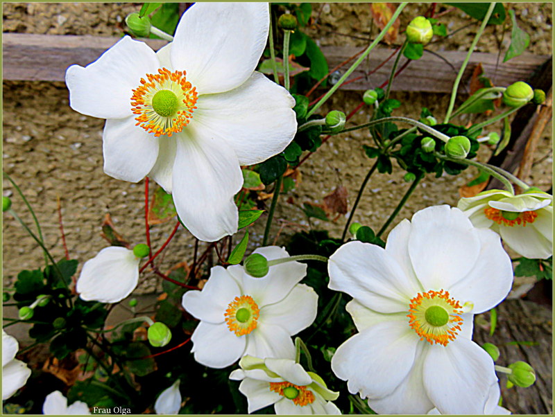 Weinblättrige Anemone