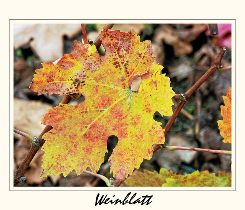 Weinblatt # 03136_1