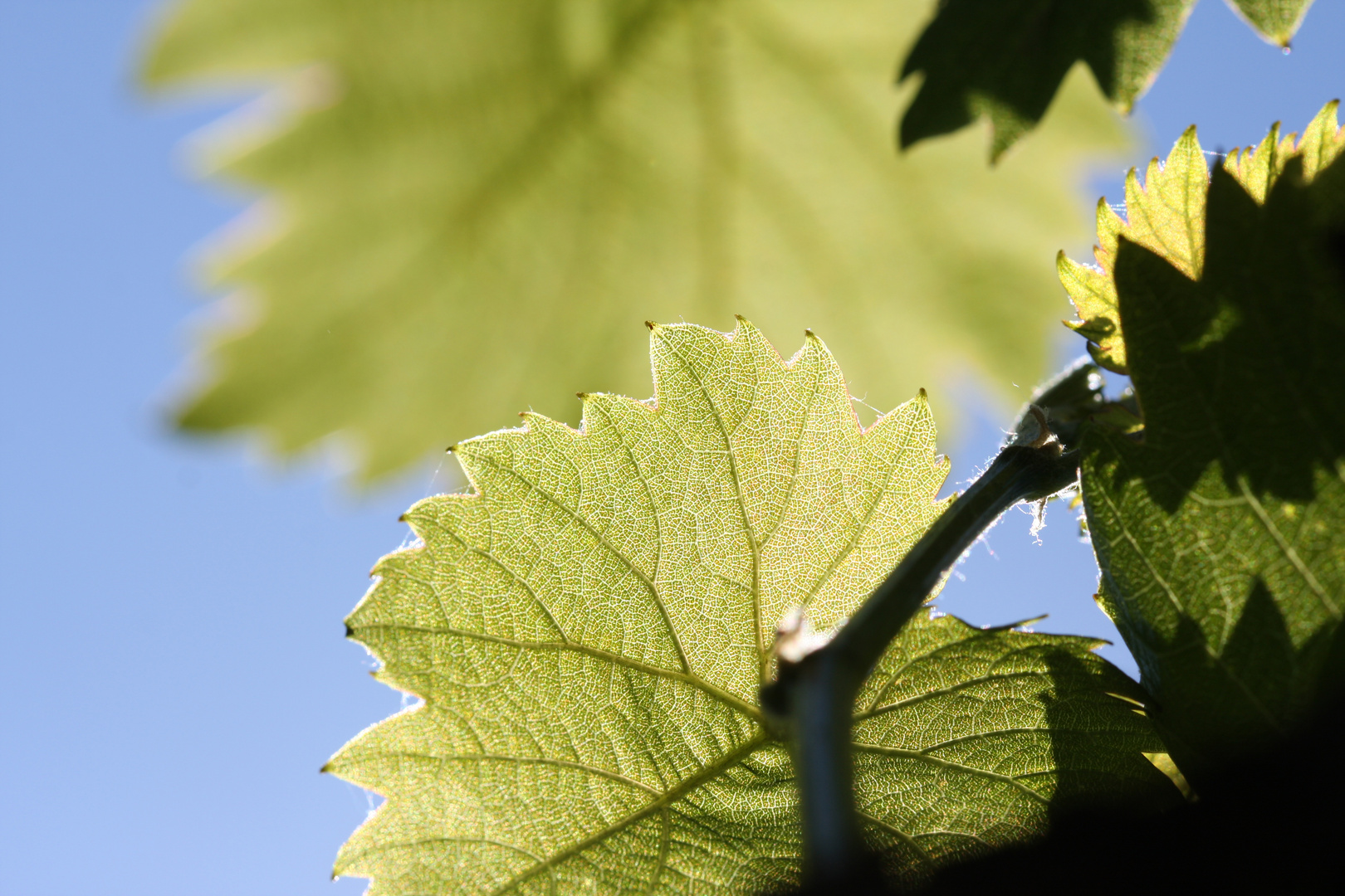 Weinblatt