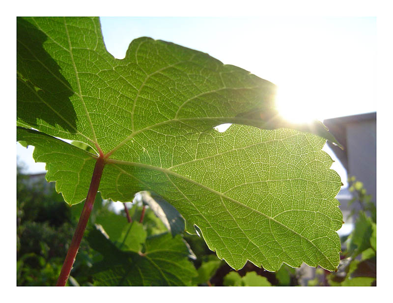 Weinblatt