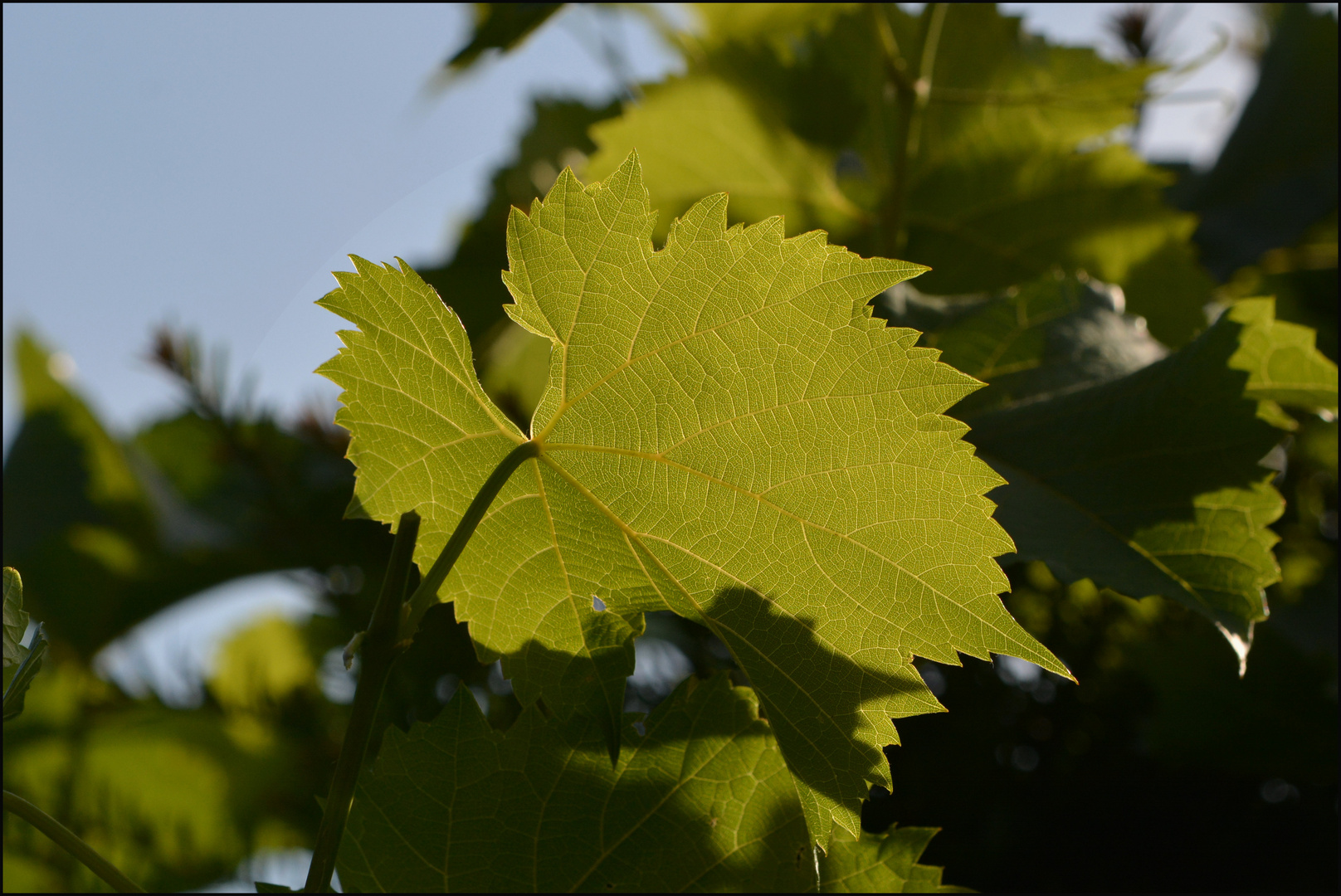 Weinblatt