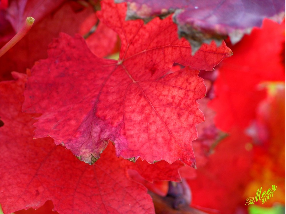 Weinblatt ganz zart