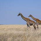 Weinblatt-Giraffen