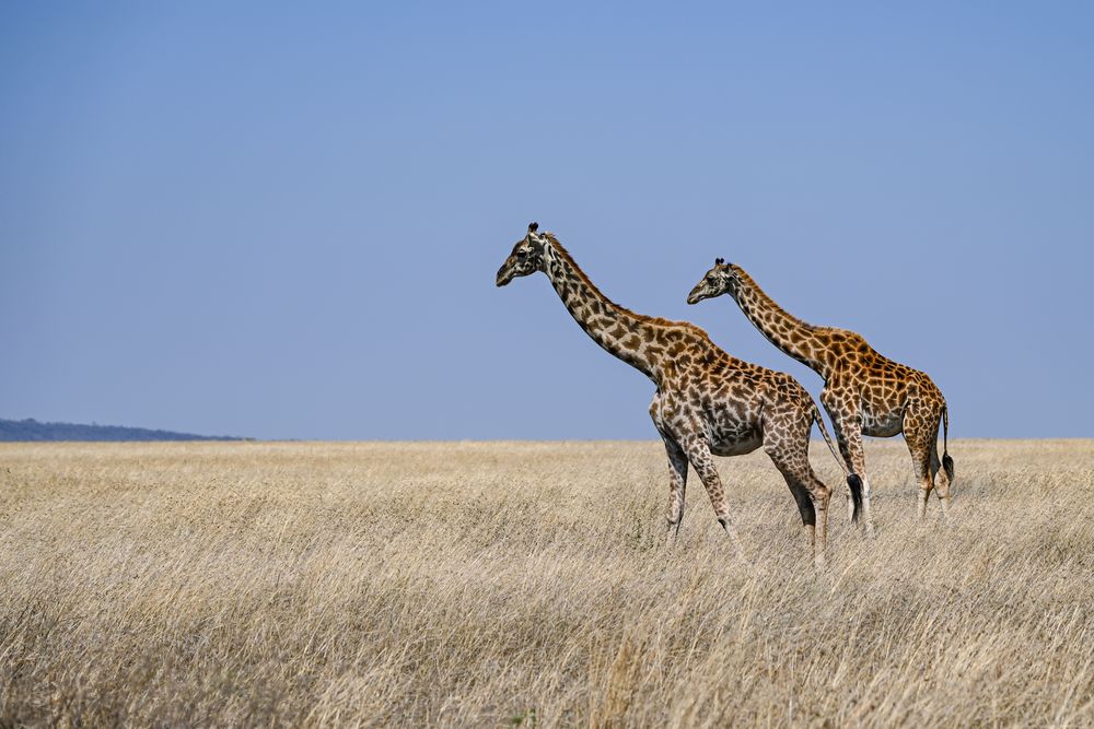 Weinblatt-Giraffen