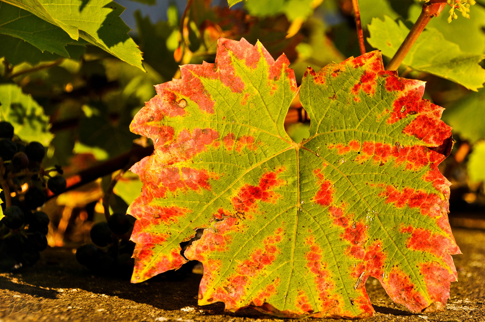 Weinblatt, herbstlich