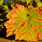 Weinblatt, herbstlich