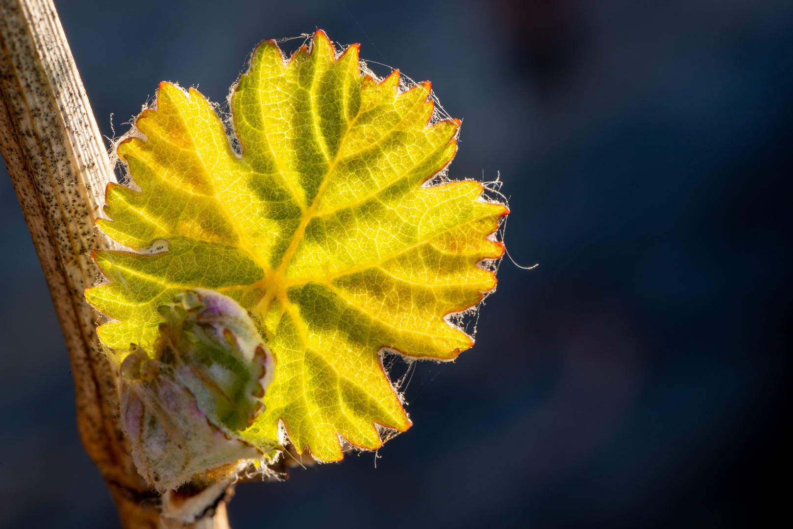 Weinblatt im Frühling