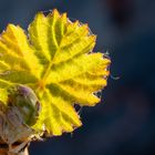 Weinblatt im Frühling