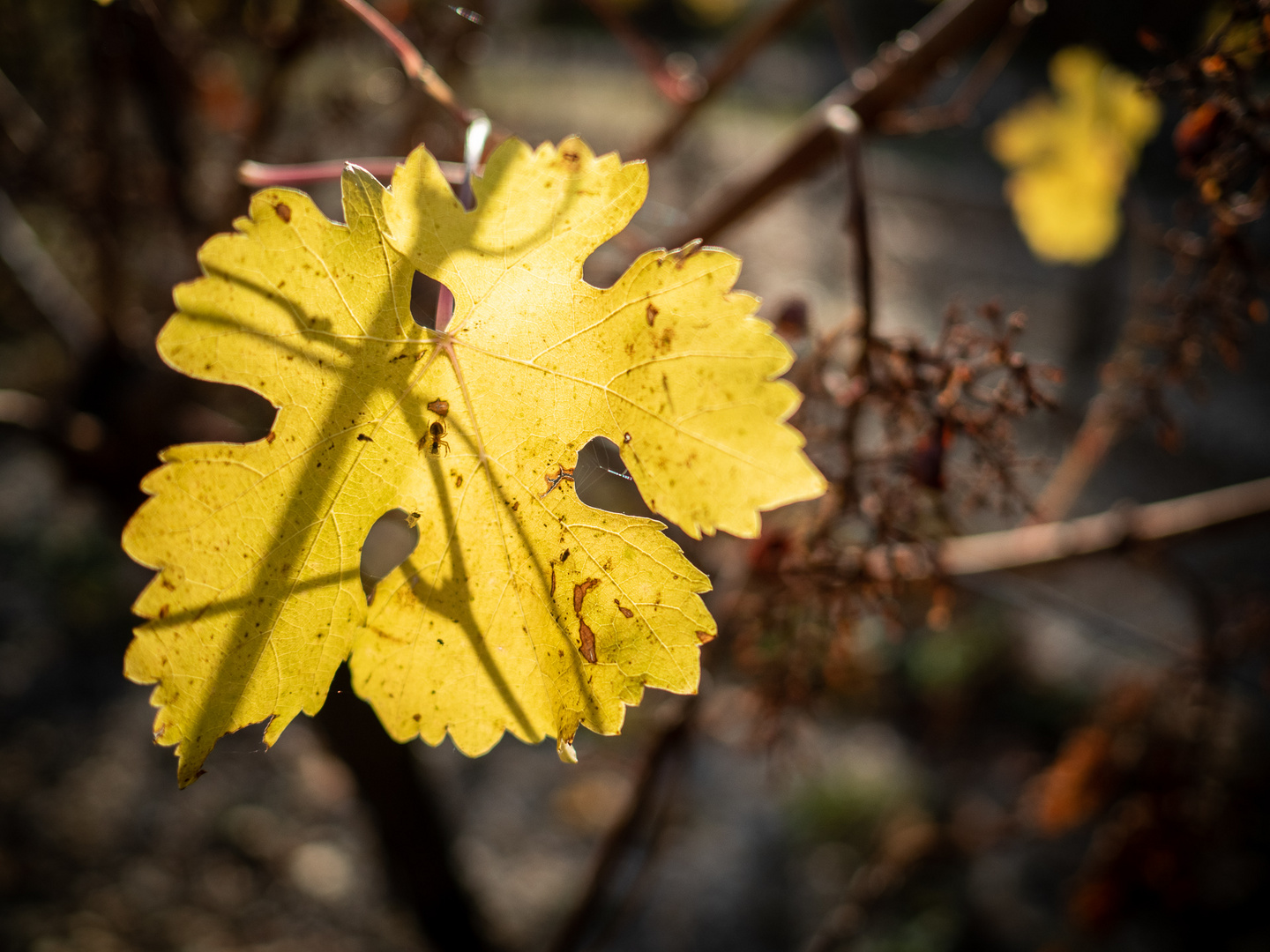 Weinblatt im Gegenlicht