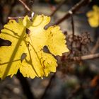 Weinblatt im Gegenlicht