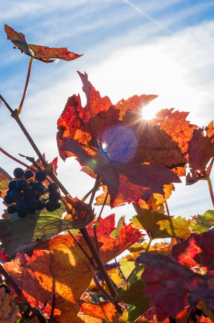 Weinblatt im Gegenlicht