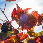 Weinblatt im Gegenlicht