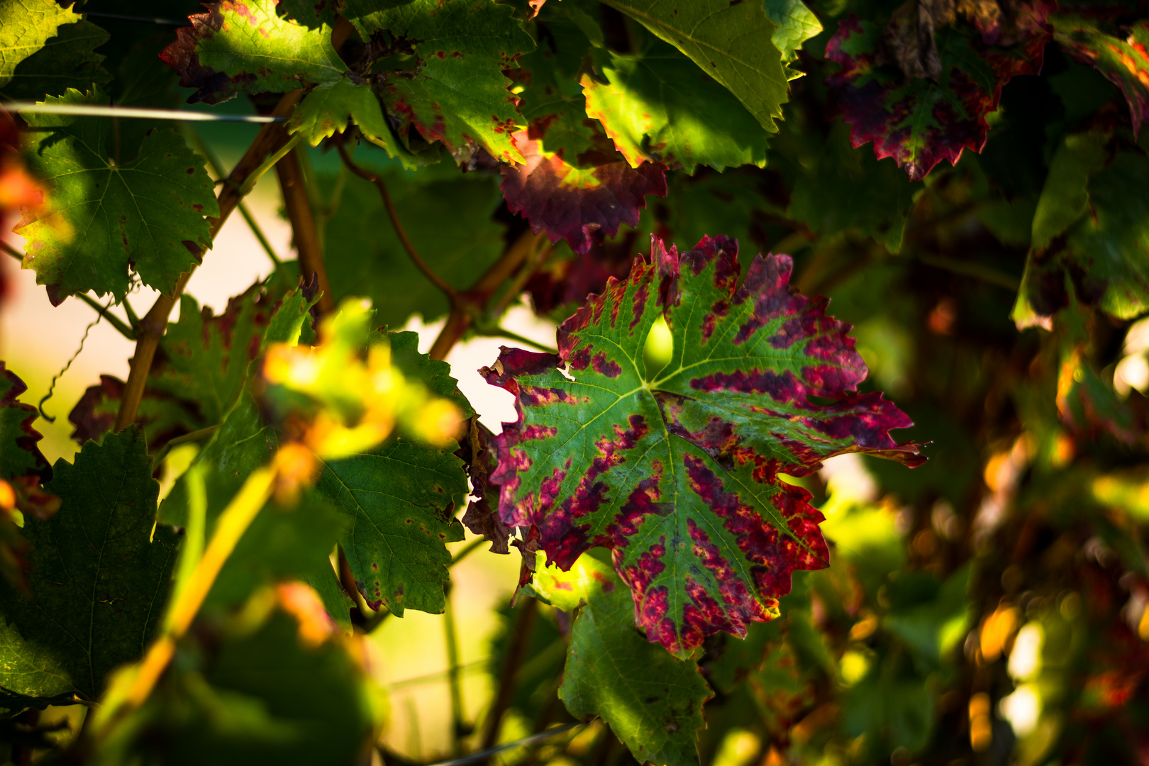 Weinblatt im Herbs