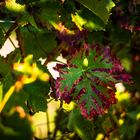 Weinblatt im Herbs