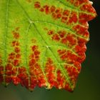 Weinblatt im Herbst