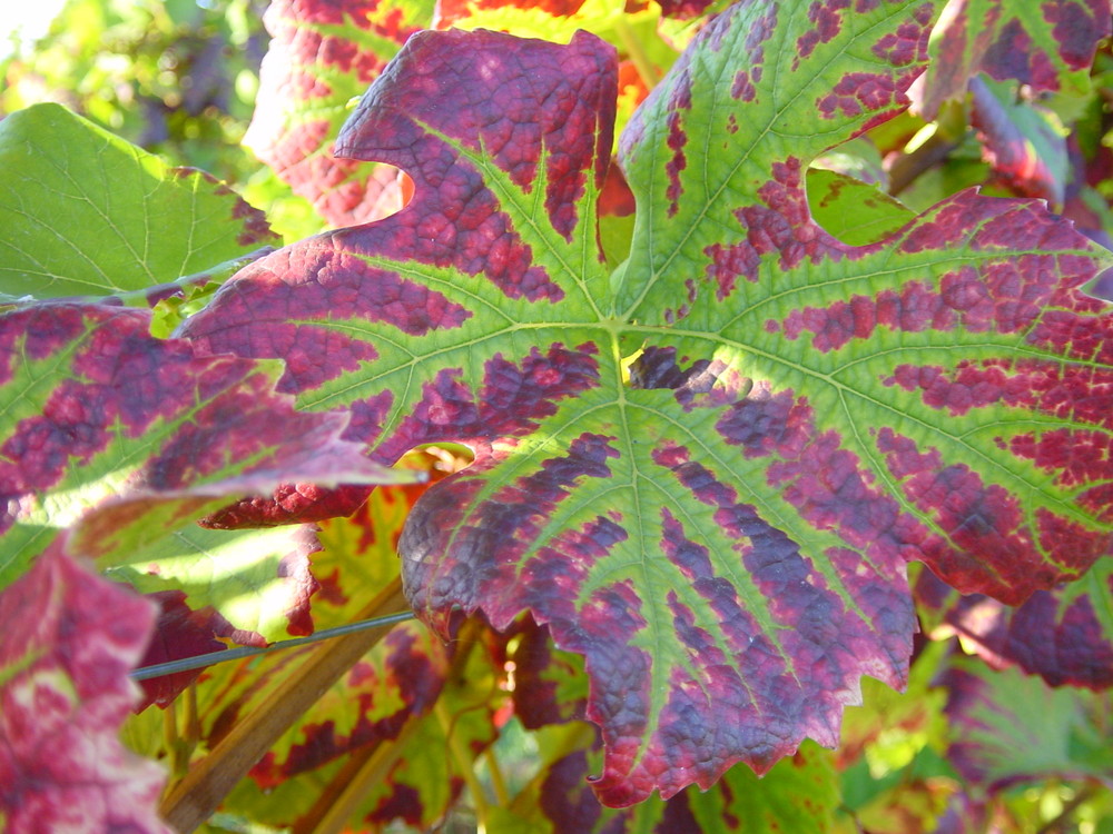 weinblatt im herbst