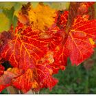 Weinblatt im Herbst