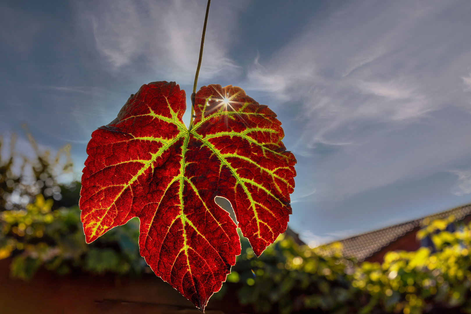 Weinblatt im Herbst