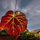 Weinblatt im Herbst