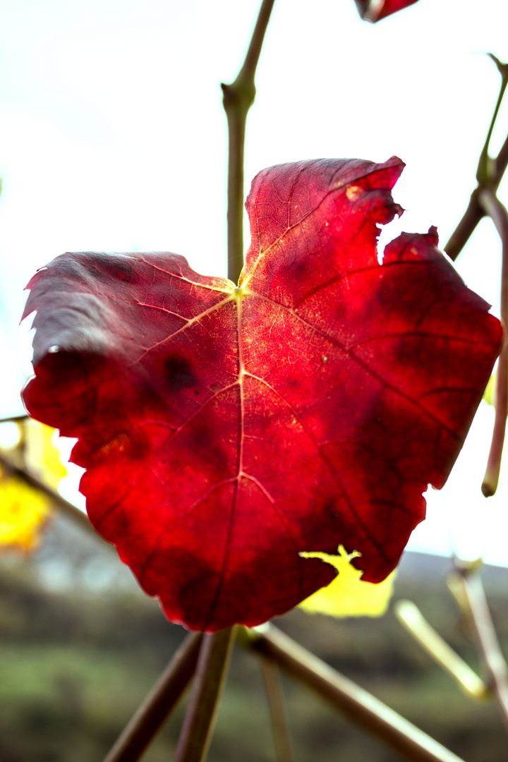 Weinblatt im Herbst