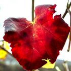 Weinblatt im Herbst