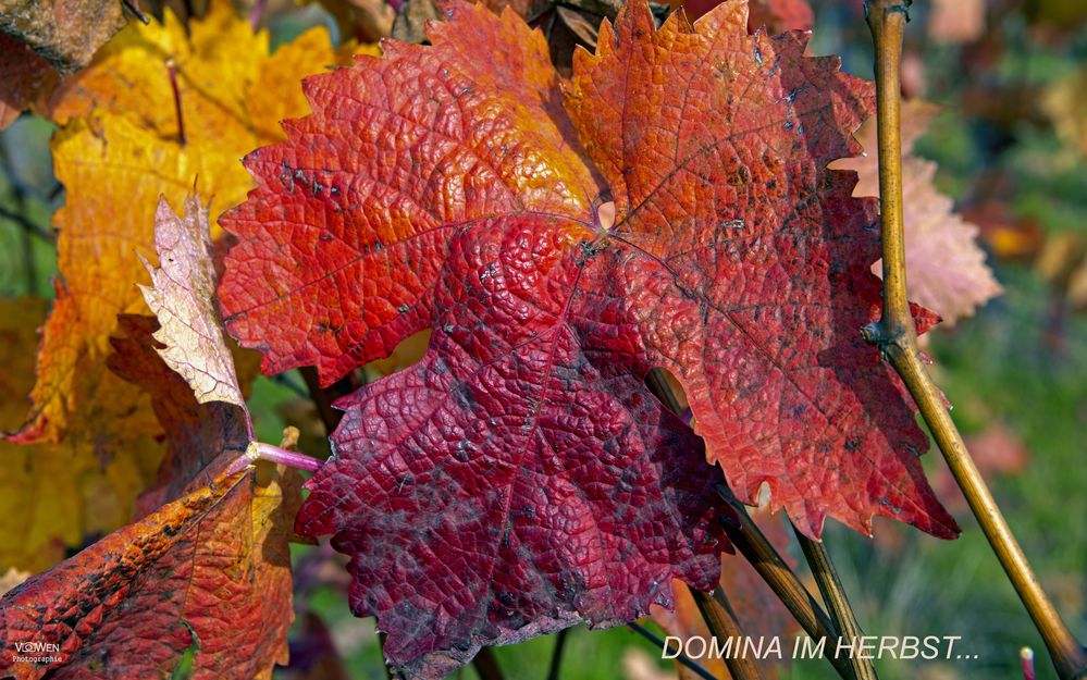 WEINBLATT IM HERBST